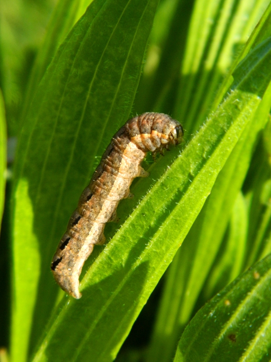 Orthosia (Semiophora) gothica - Noctuidae